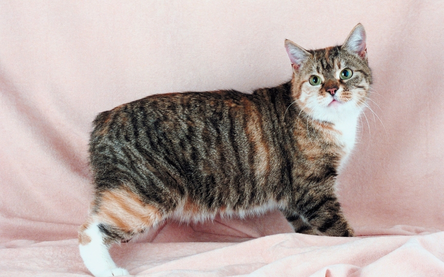 raza de gato Manx