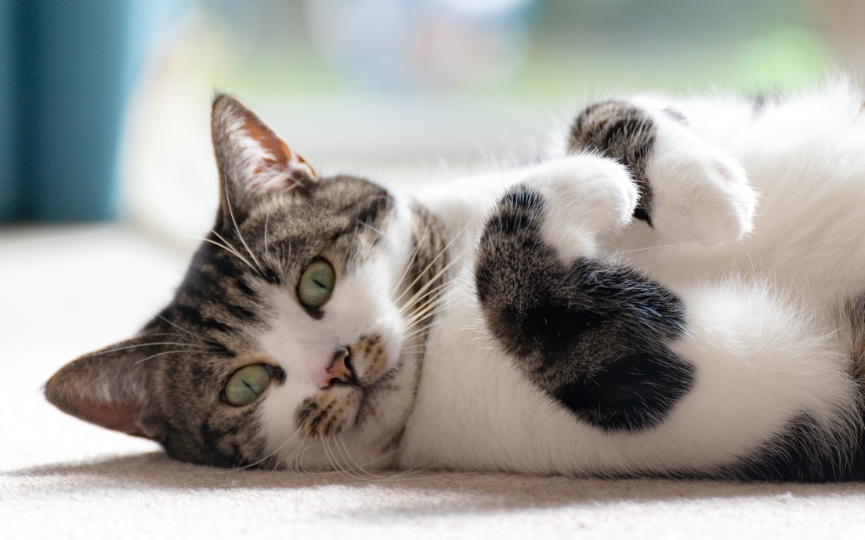 relajar a un gato beneficia la salud de su pelo