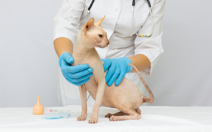 revisión general de un gato en el veterinario