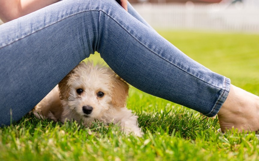 debilitamiento en perros por cambio climático