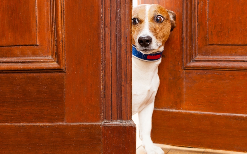 cosas que hacen los perros y su significado