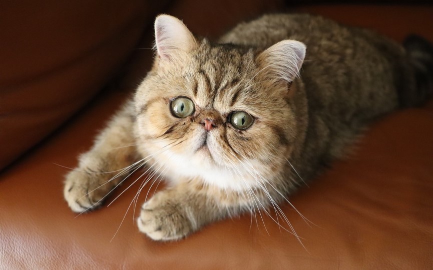 raza del gato exótico
