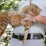Gato-zorro de Córcega