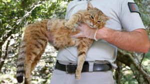 Gato-zorro de Córcega