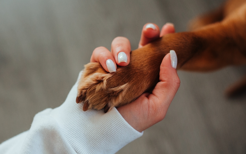 gestos de perros significado