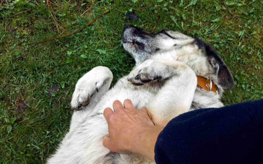 significado de los gestos de los perros
