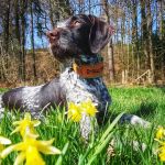 alergia primaveral en perros