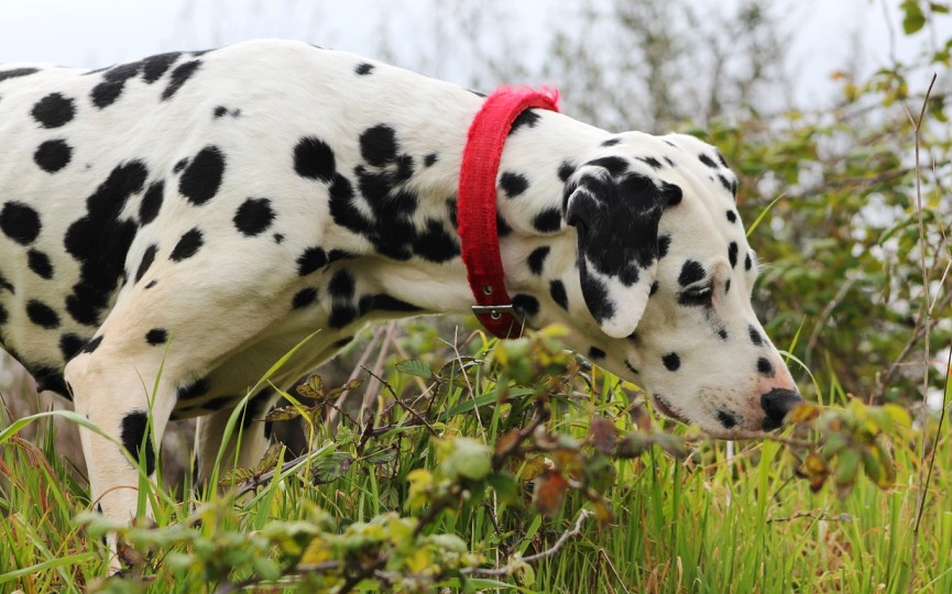 alergia primaveral en perros