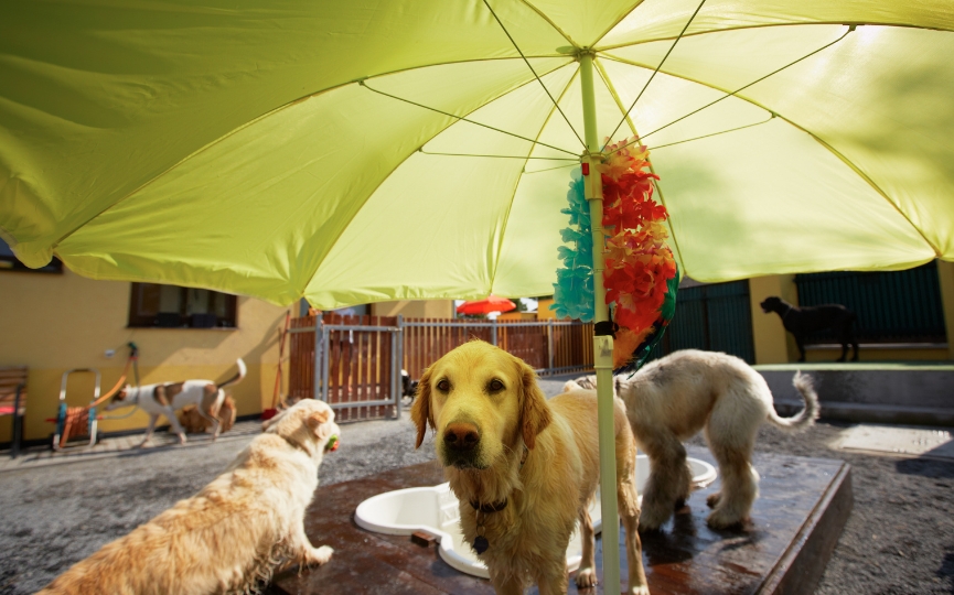 mascotas sufren el cambio climático