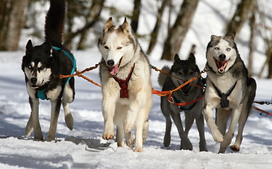 mushing con perros