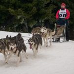 Mushing trineo con perros