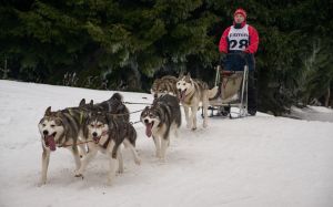 Mushing trineo con perros