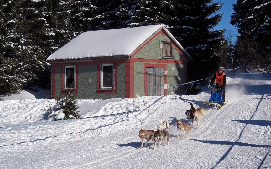 modalidades deportivas del mushing
