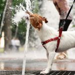 perro acalorado por altas temperaturas cambio climático
