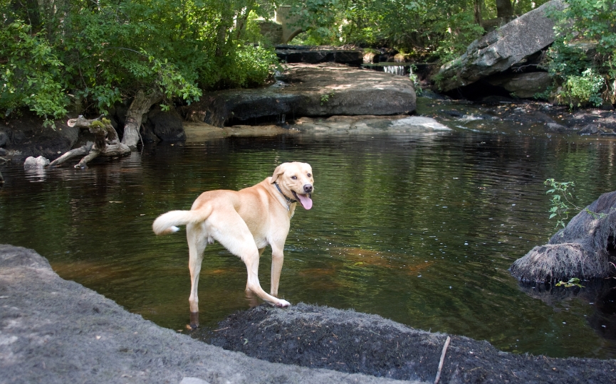 perro tiene miedo al agua