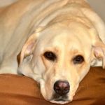 síntomas de problemas de salud en mascotas