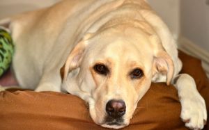 síntomas de problemas de salud en mascotas
