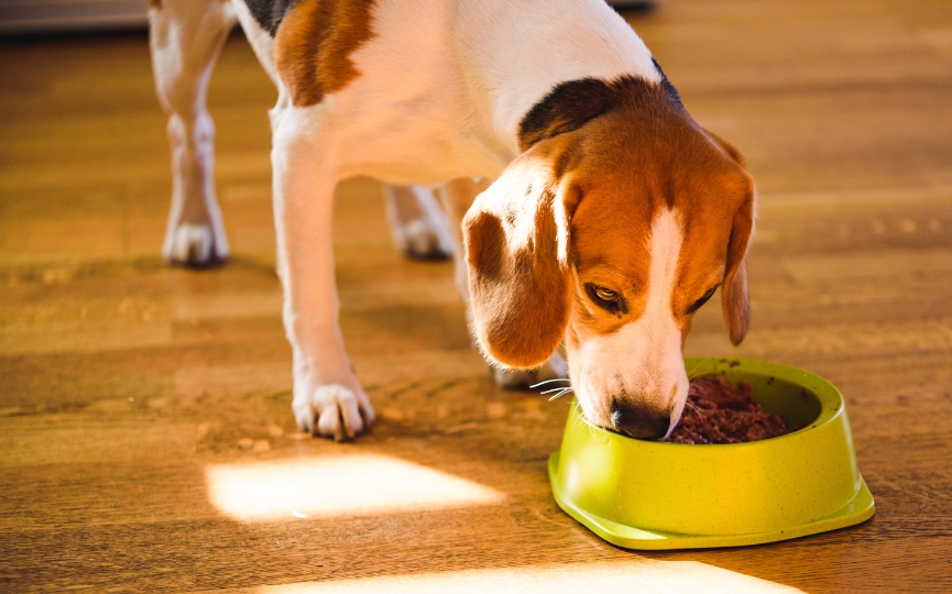 alimentos que provocan salmonelosis en perros