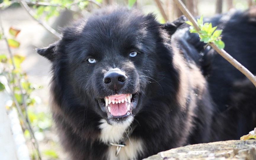 estrés en un perro