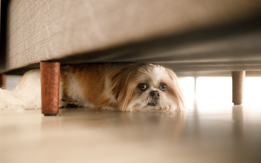 si una escalopendra muerde a mi perro...
