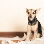 salmonella en perros