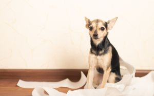 salmonella en perros