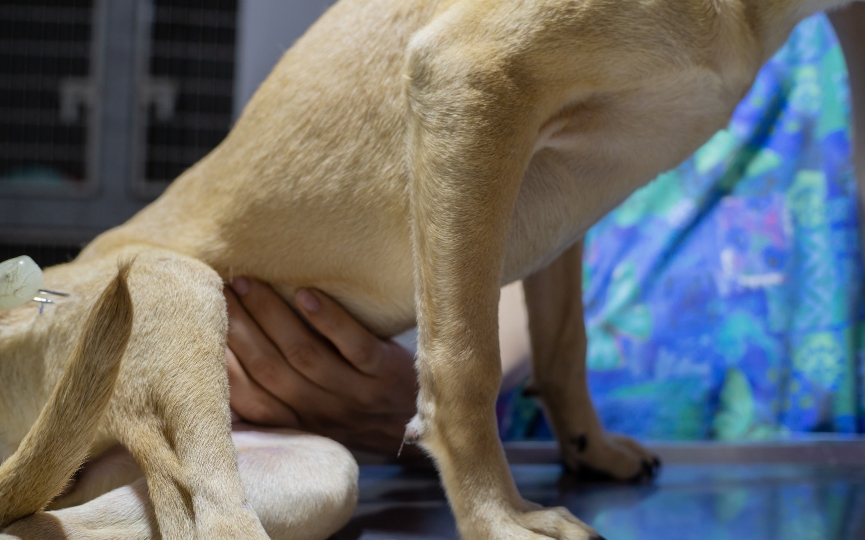 salmonelosis en perro