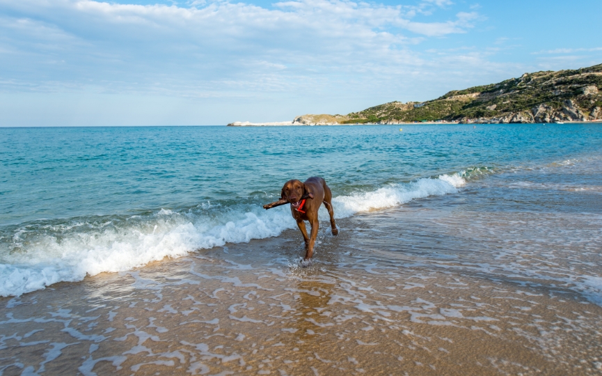 baño de un perro en la playa