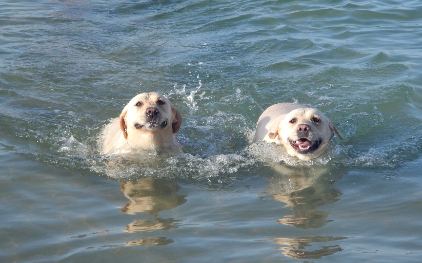 perros no deben beber agua del mar en la playa