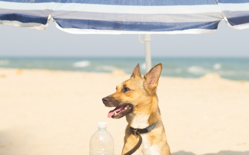 proteger al perro del calor en la playa