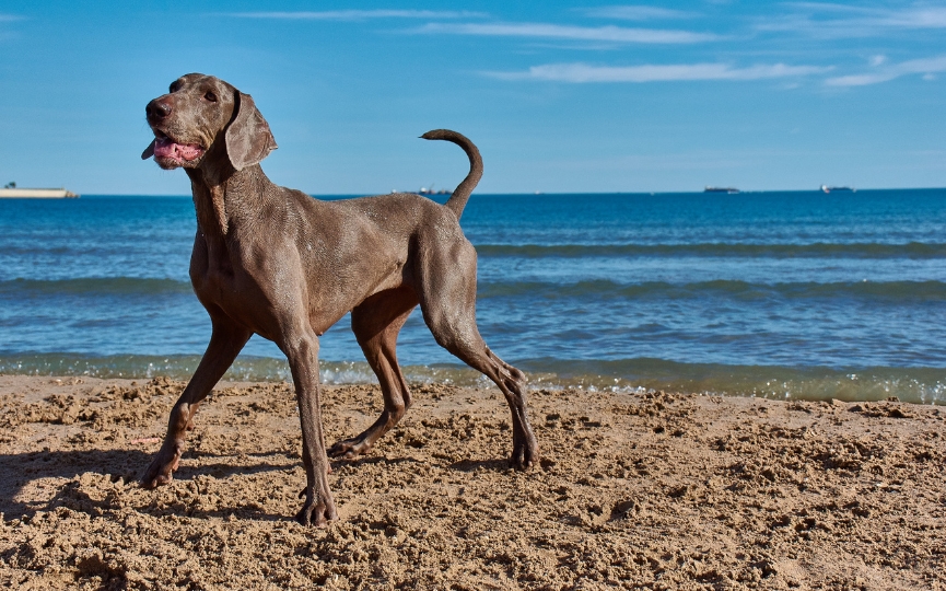 consejos para a ir a la playa con perros