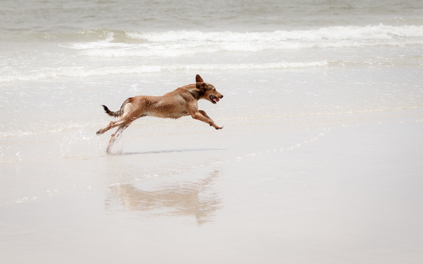 playas para perros en España
