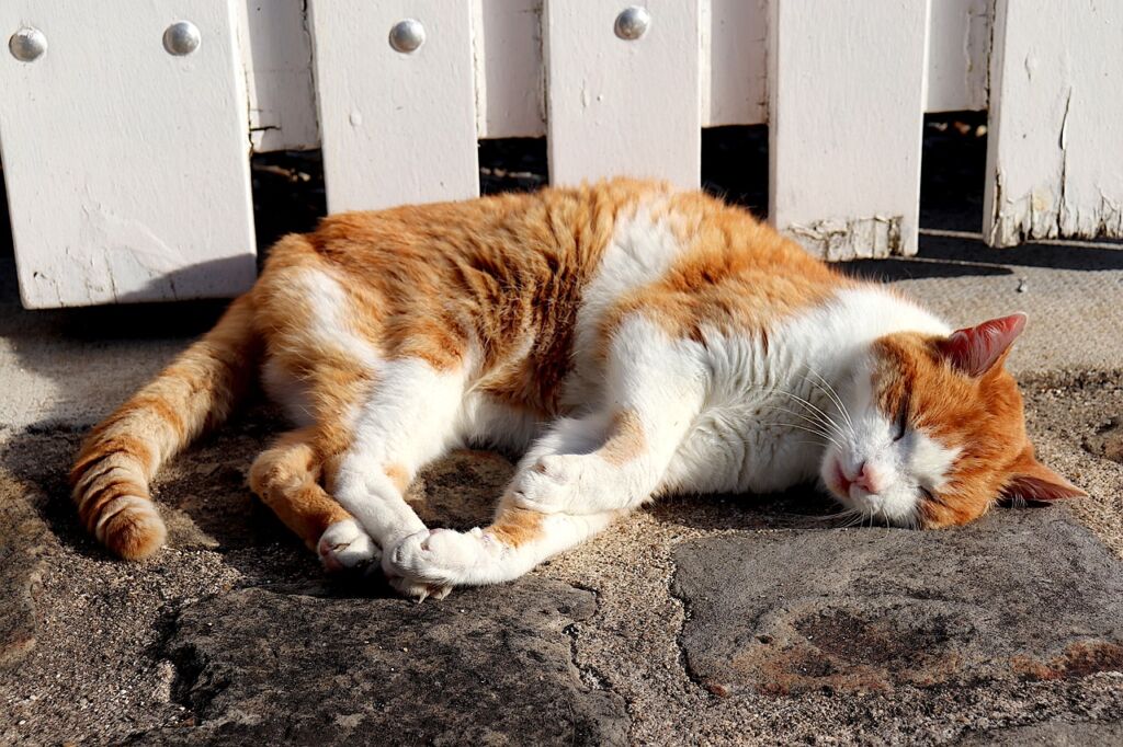 estrés térmico en gatos