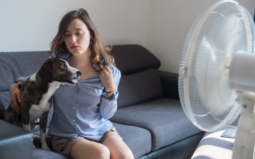 aire acondicionado perros