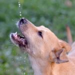 estrés térmico en perros