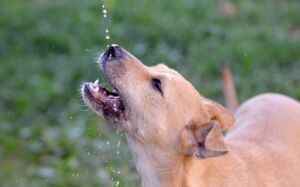 estrés térmico en perros