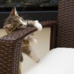 cómo evitar que un gato rasque muebles