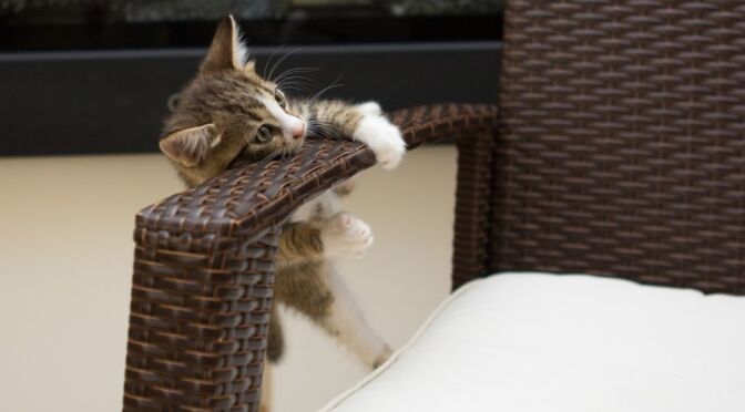 cómo evitar que un gato rasque muebles