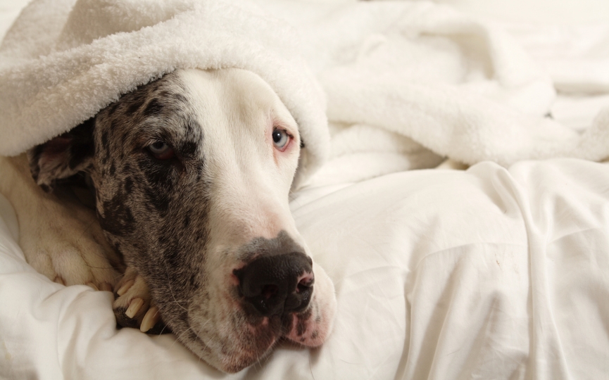Gran danés uno de los perros menos longevo
