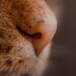 nariz de gato