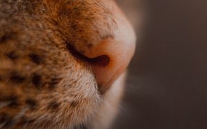 nariz de gato