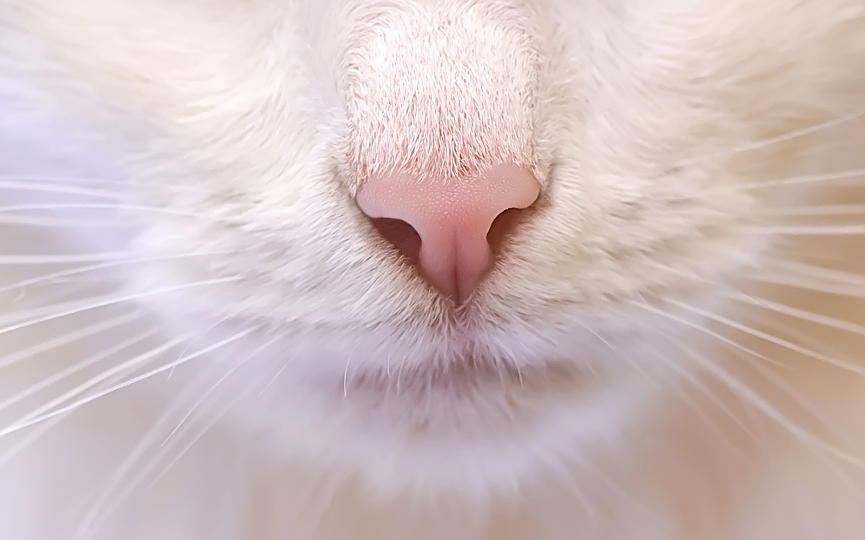 cómo es la nariz de los gatos