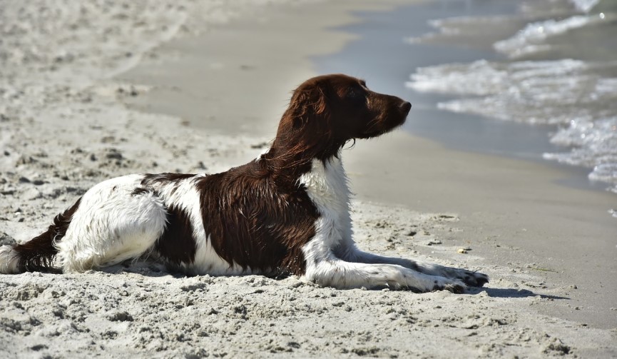 consejos para ir a la playa con perro