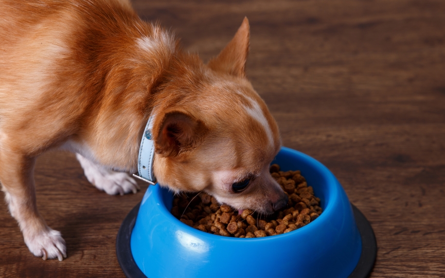 pienso ecológico para perros
