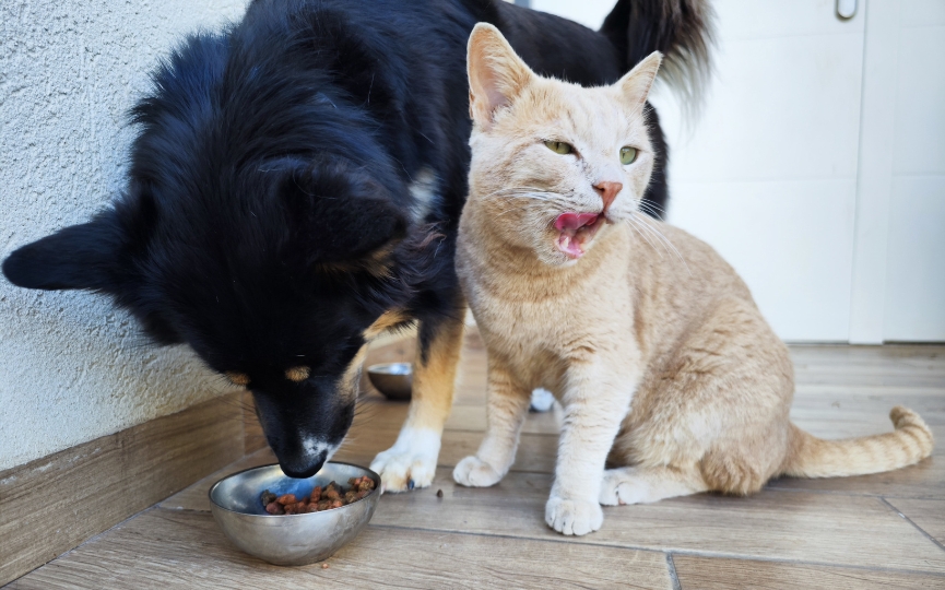 pienso con insectos para perros y gatos