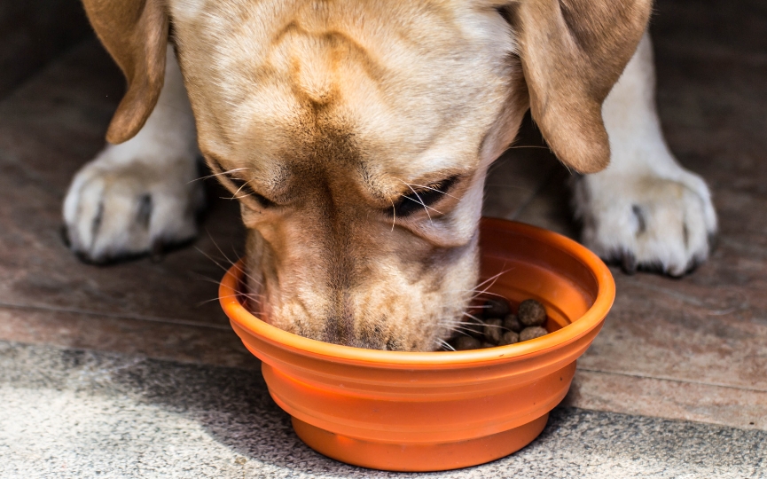 piensos para perros