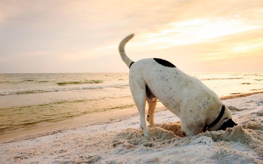 ejercicio y juego en la playa con perro