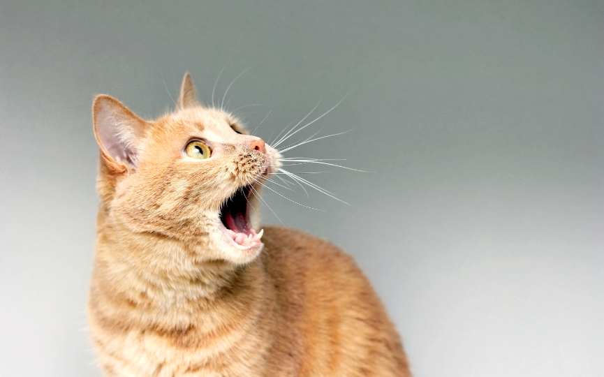 olfato de los gatos