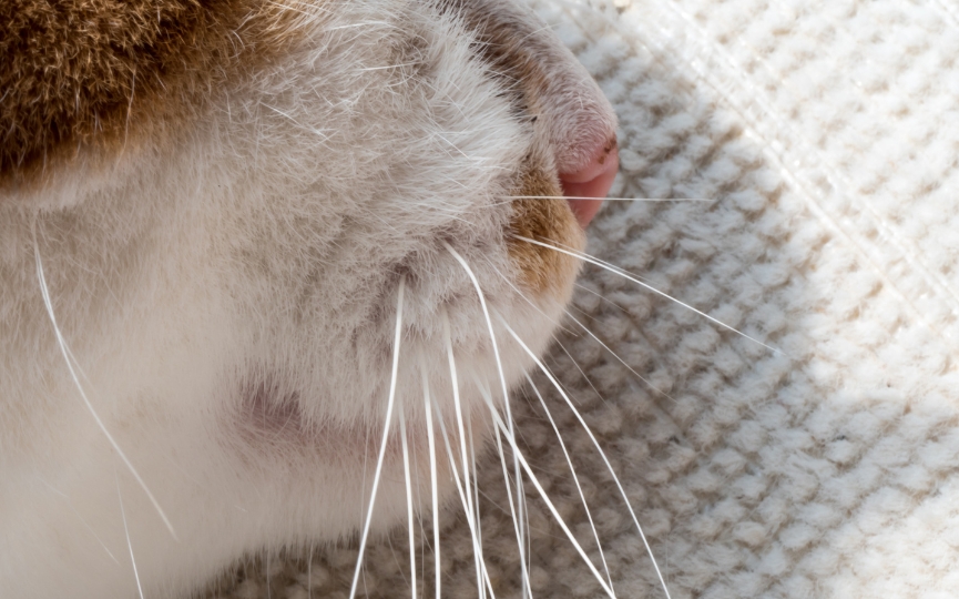 problemas de salud en la nariz de los gatos