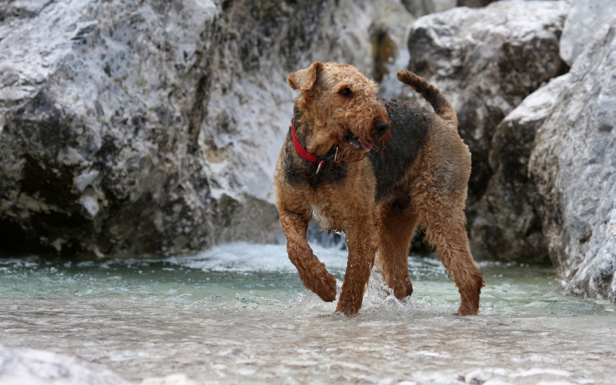 refrescar a un perro en verano por ola de calor